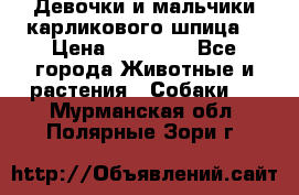 Девочки и мальчики карликового шпица  › Цена ­ 20 000 - Все города Животные и растения » Собаки   . Мурманская обл.,Полярные Зори г.